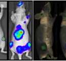 U.20- In vivo monitoring by bioluminescence and fluorescente imaging