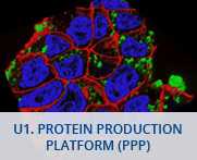 U1-Protein Production Platform - PPP