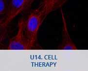 U14-Cell Therapy