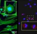 U17. Micorscopy- Expression of the transcription factor Oct-34