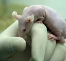 U18.- Animal Facility-Inmunossupresed mouse