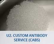 U2-Custom Antibody Service (CAbS)