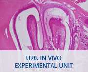 U20-In Vivo Experimental Unit
