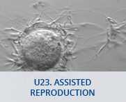 U23 - Assisted reproduction