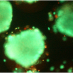 Nanoencapsulated cells