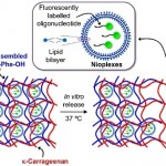 Nanbiosis_U10_Cationic nioplexes in supramolecular hydrogels as hybrid materials to deliver nucleic acids