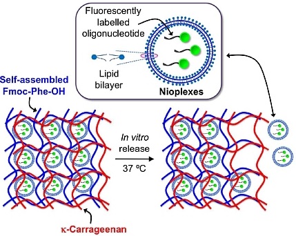 Nanbiosis_U10_Cationic nioplexes in supramolecular hydrogels as hybrid materials to deliver nucleic acids