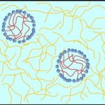 Water-in-water (W/W) emulsions