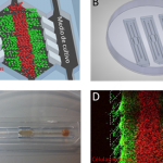 New 3D culture device to better understand how tumours work