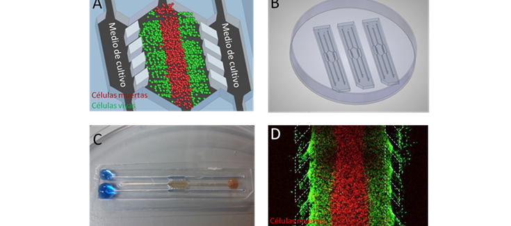 New 3D culture device to better understand how tumours work