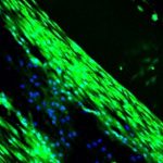 bioprinted human cells