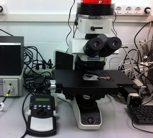 Compressed fluid-based technology platform for biomaterials processing