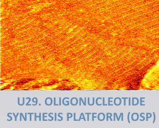 U29. Oligonucleotide Synthesis Platform