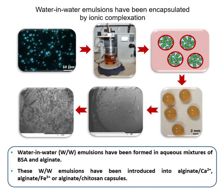 Encapsulation of BSA/alginate waterinwater emulsions by